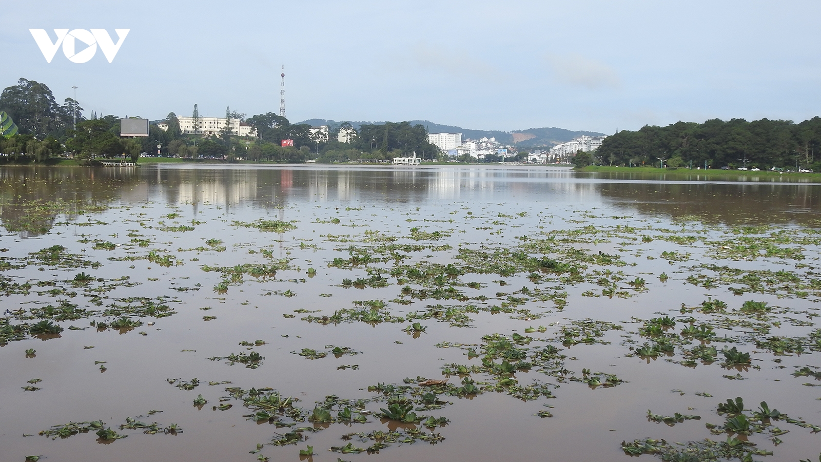 Thắng cảnh nổi tiếng của Đà Lạt ngập bèo rác sau mưa lớn